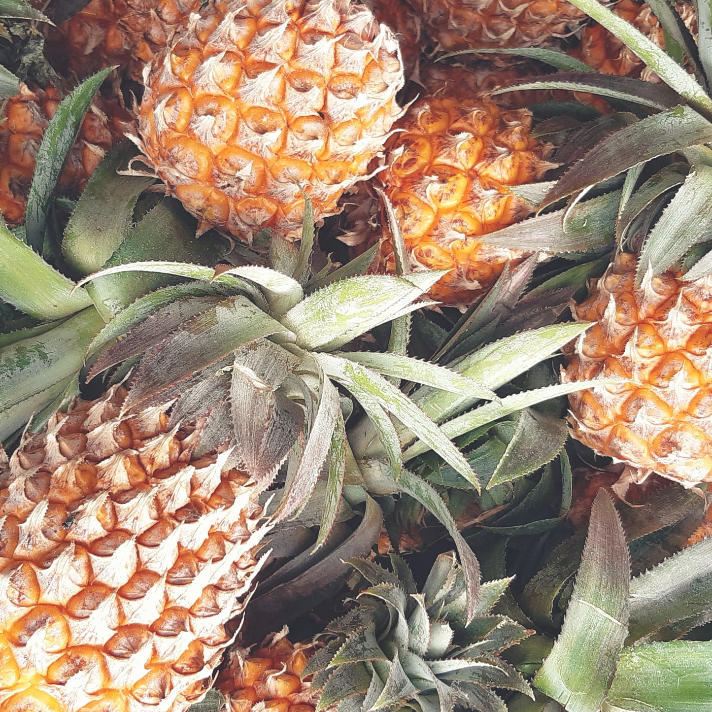 MakaMaka Hi